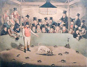 Billy, the celebrated Rat Killing Dog, London, circa 1823. Illustration by anonymous (c. 1823). PD-70+. Wikimedia Commons. 