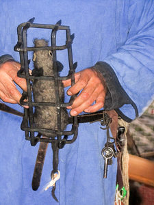 Instrument of Torture Used During the Middle Ages