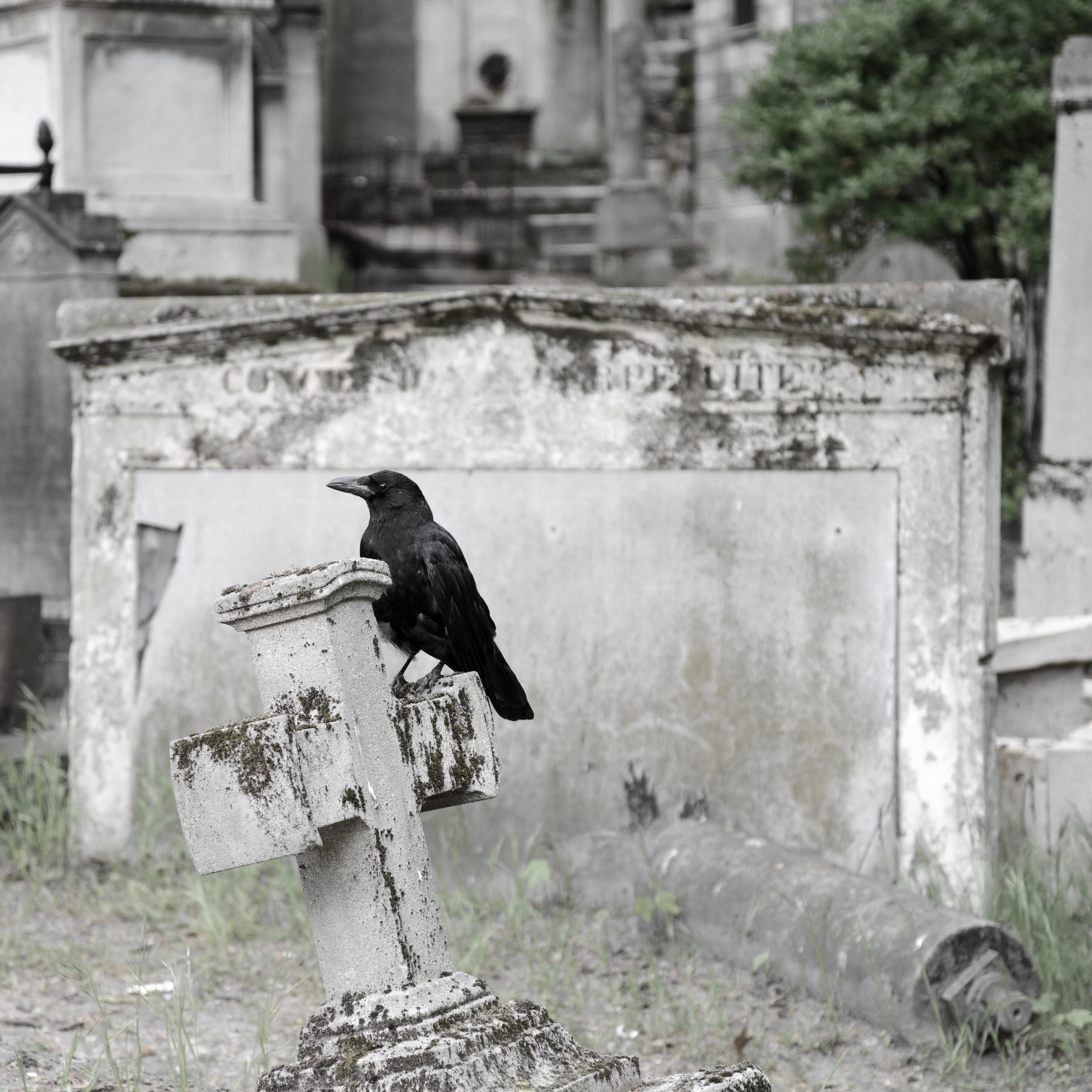 Cemetery raven, Cemetery Père-Lachaise, Paris. Photo by Dan Owen