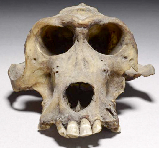 Baboon skull. Photo by anonymous (date unknown). Courtesy of The Trustees of the British Museum.