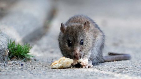 Rats can often be seen on the streets of Paris despite extermination efforts. Photo by Christian Hartmann (date unknown). Reuters/CNN.